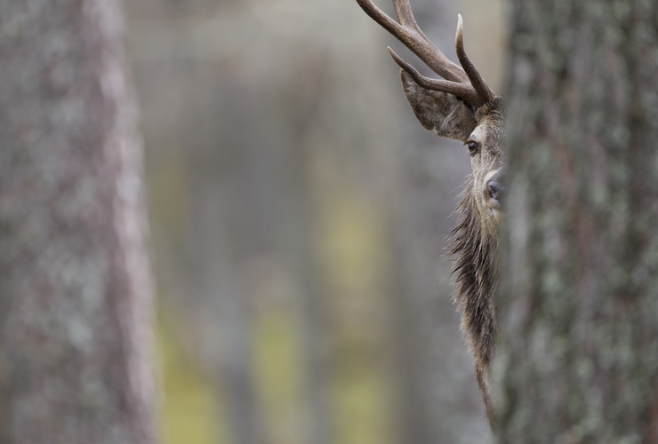 Deer - 2020 vision