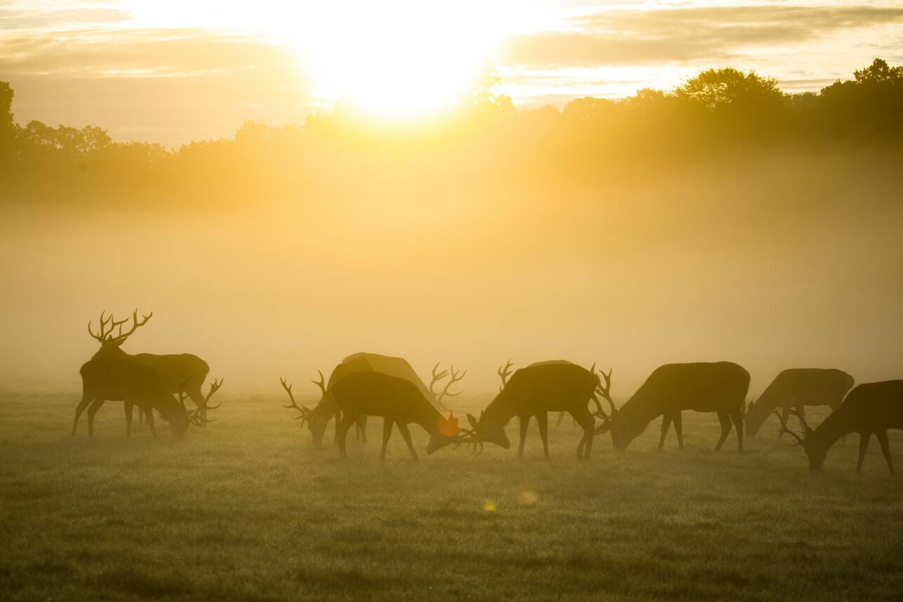 Red deer by Diana Parkhouse Unsplash