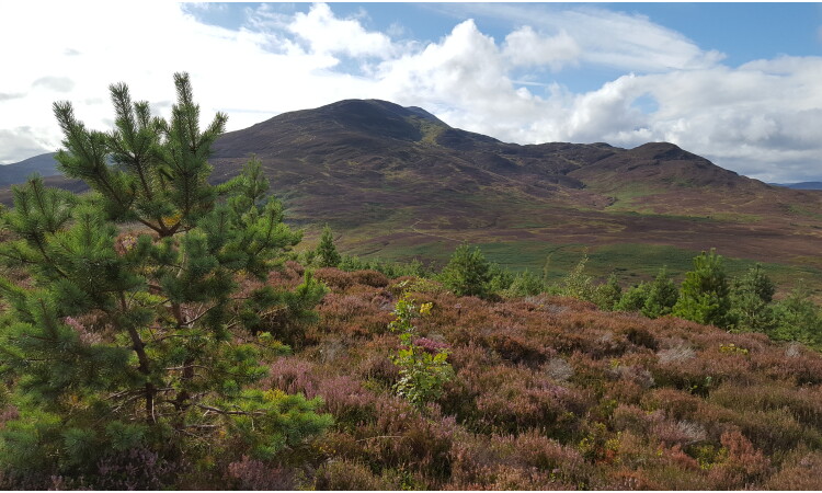 Daisy Clark: View from Dun Coillich to Schiehallion