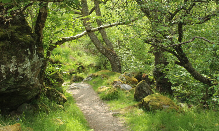 Rainforest - Nevis
