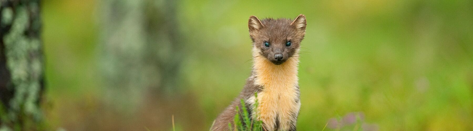 Pine Marten banner crop - &copy; Terry Whittaker/2020Vision