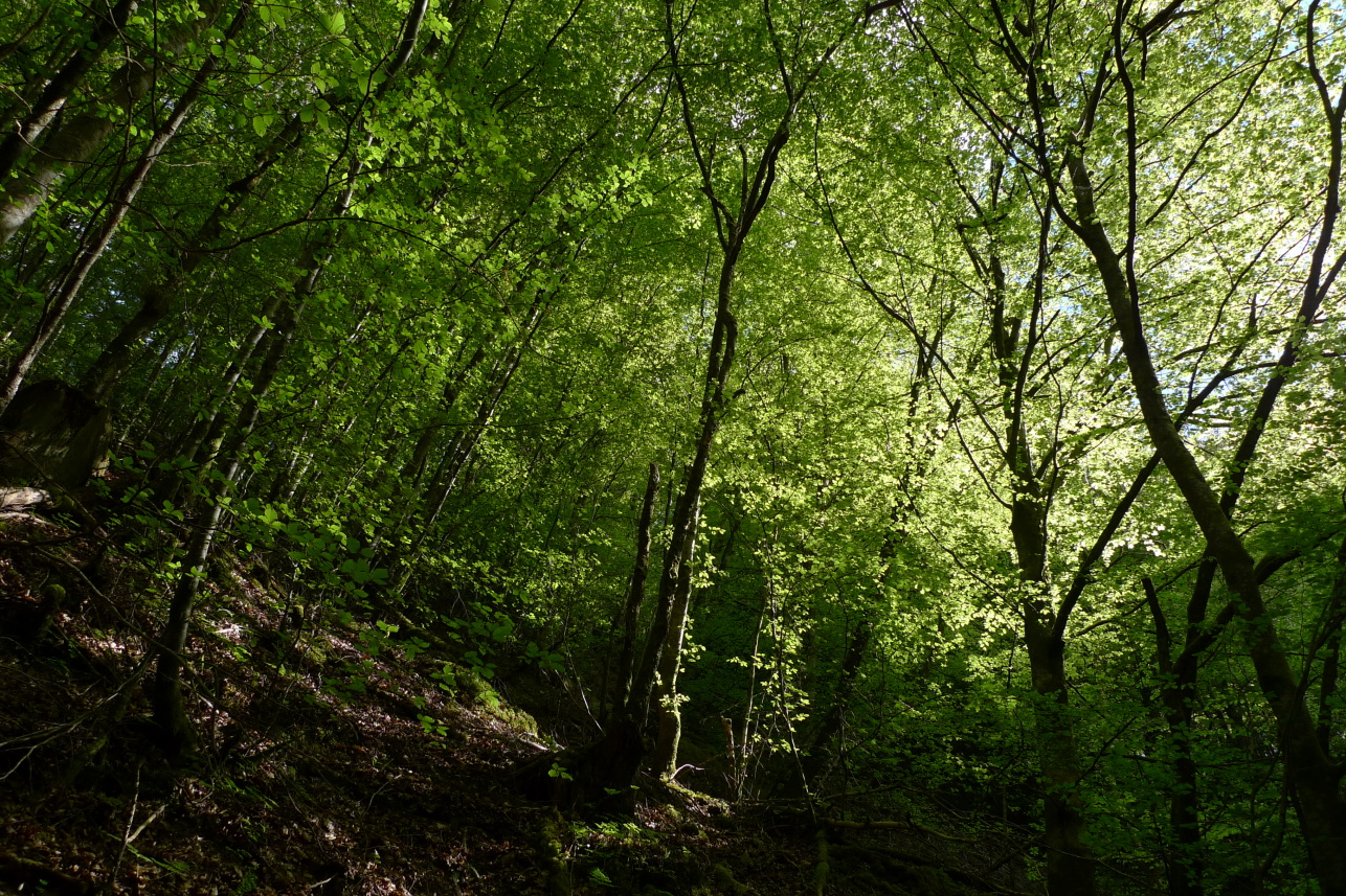 Spring woodland