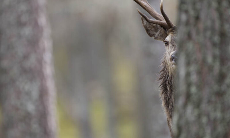 Deer