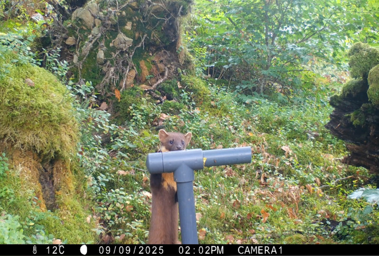 pine marten 1