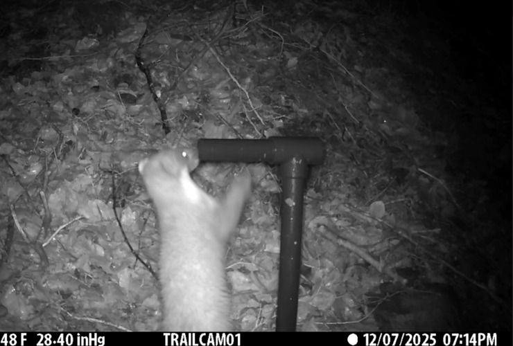 pine marten 2