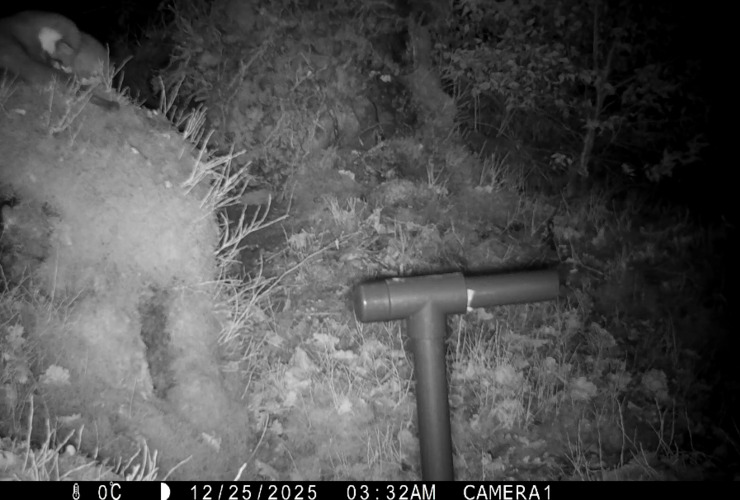pine marten 3